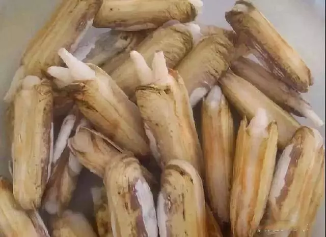 還在用鹽水讓蛤蜊吐沙?太慢了, 這裡教你三招快速的,讓蛤蜊吐沙又快又徹底