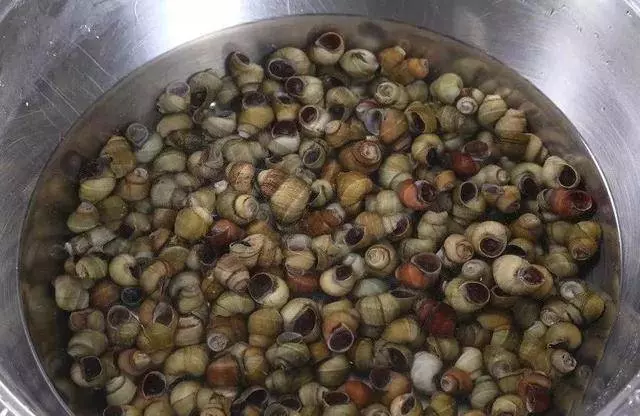 還在用鹽水讓蛤蜊吐沙?太慢了, 這裡教你三招快速的,讓蛤蜊吐沙又快又徹底