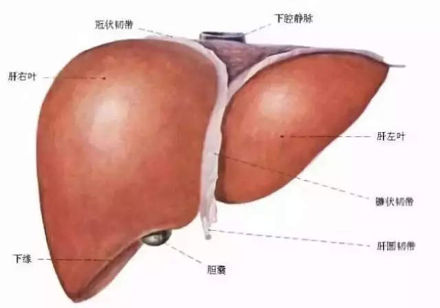 肝膽二經垃圾多,這倆穴位來幫忙!