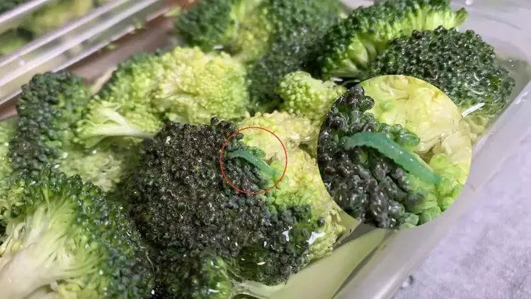 1朵花椰菜10條蟲?花椰菜竟成了葷菜?教你清洗妙招,髒東西、小蟲子洗得乾乾淨淨