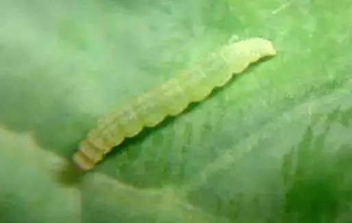 1朵花椰菜10條蟲?花椰菜竟成了葷菜?教你清洗妙招,髒東西、小蟲子洗得乾乾淨淨