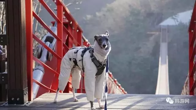 探夢濟州|去濟州島,就得這麼吃才爽!