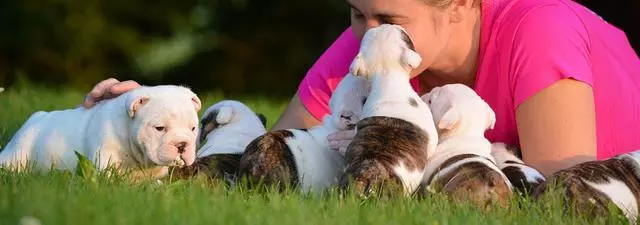 小狗天生信任人類,8周大的幼犬,就懂得觀察人類去判斷危險