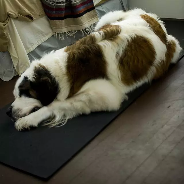 狗狗害怕時,可以不用安撫,這幾個方法也能幫它