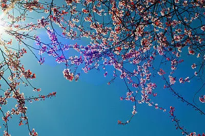 3月30號開始,財神爺庇佑,橫財正財進家門,萬事順心的5大生肖!