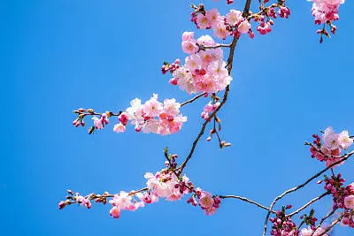 3月30號開始,財神爺庇佑,橫財正財進家門,萬事順心的5大生肖!