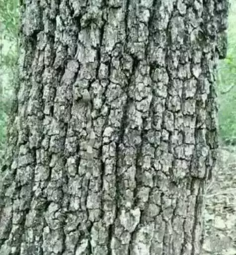 老年癡呆測試:誰能在60秒內找出這只貓,證明你還沒老!