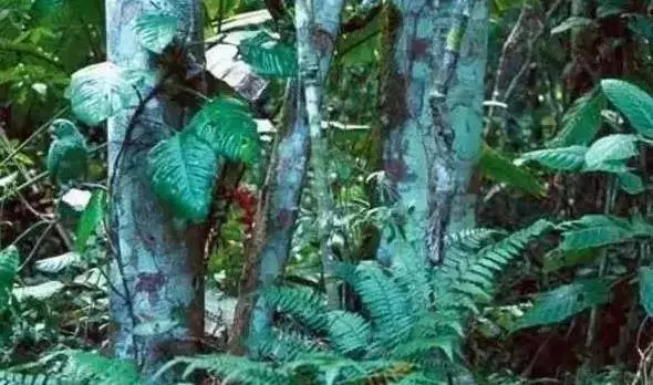 老年癡呆測試:誰能在60秒內找出這只貓,證明你還沒老!
