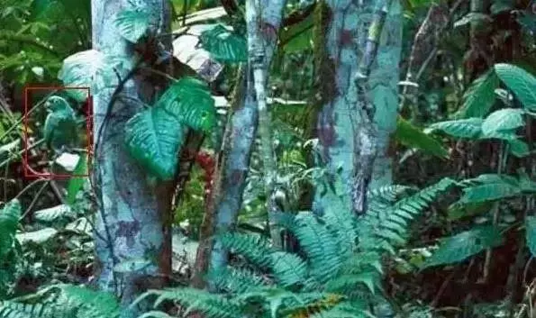 老年癡呆測試:誰能在60秒內找出這只貓,證明你還沒老!