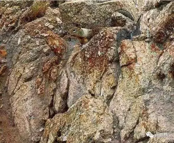 老年癡呆測試:誰能在60秒內找出這只貓,證明你還沒老!