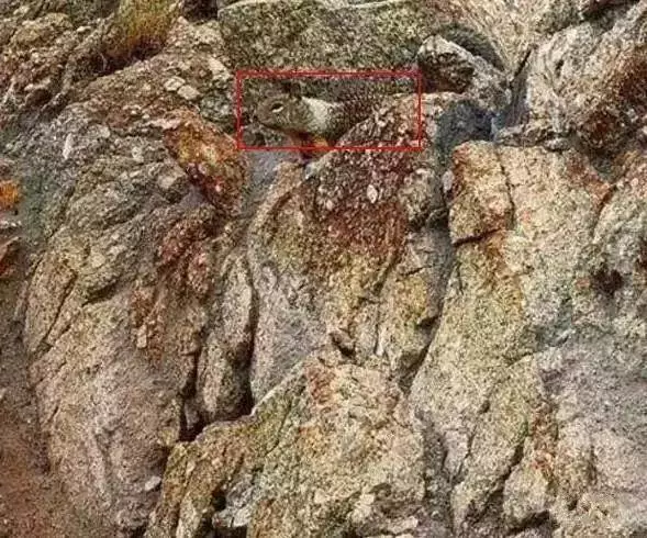老年癡呆測試:誰能在60秒內找出這只貓,證明你還沒老!