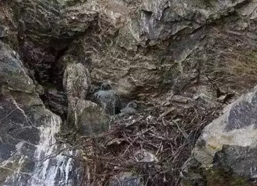 老年癡呆測試:誰能在60秒內找出這只貓,證明你還沒老!