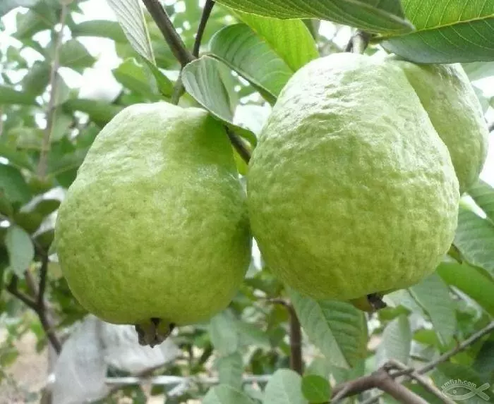 女人更要吃!8個「芭樂對身體的好處」不吃太可惜 還可以改善掉髮