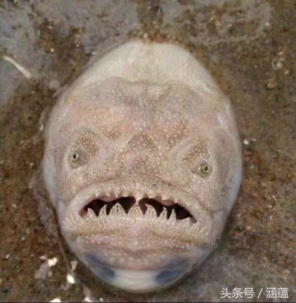 情侶在沙灘上發現一張恐怖的臉,嚇得跑回旅店,老闆告知「謎之物」身份:幸好你們逃走了!