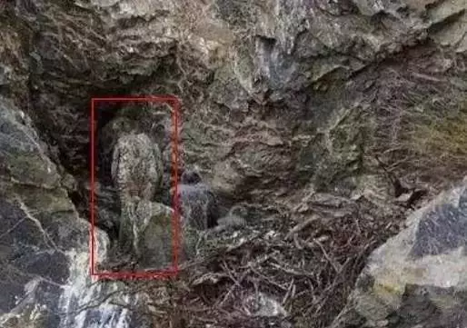 老年癡呆測試:誰能在60秒內找出這只貓,證明你還沒老!