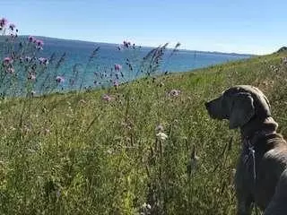 狗狗患上分離焦慮,沒人在家就自殘,主人一招解決的狗狗焦慮問題