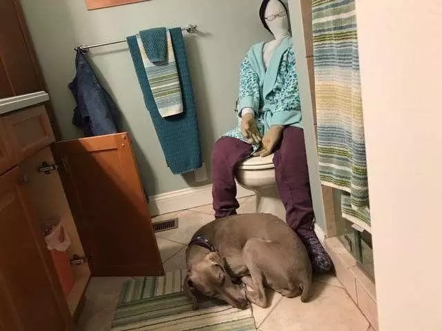 狗狗患上分離焦慮,沒人在家就自殘,主人一招解決的狗狗焦慮問題