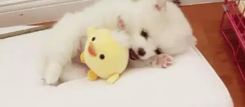 狗狗玩具千千萬,要怎麼挑它們愛玩的?挑對一個頂十個
