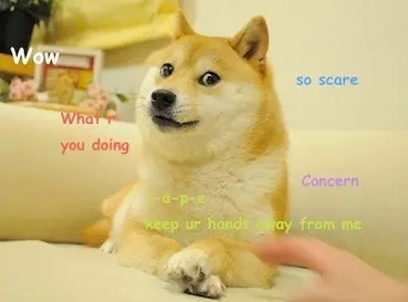 一代梗圖狗「Doge」已經這麼老...牠會永遠活在meme中