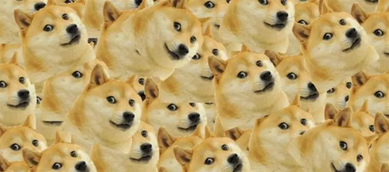 一代梗圖狗「Doge」已經這麼老...牠會永遠活在meme中