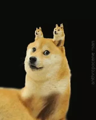 一代梗圖狗「Doge」已經這麼老...牠會永遠活在meme中