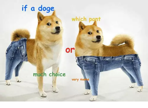 一代梗圖狗「Doge」已經這麼老...牠會永遠活在meme中