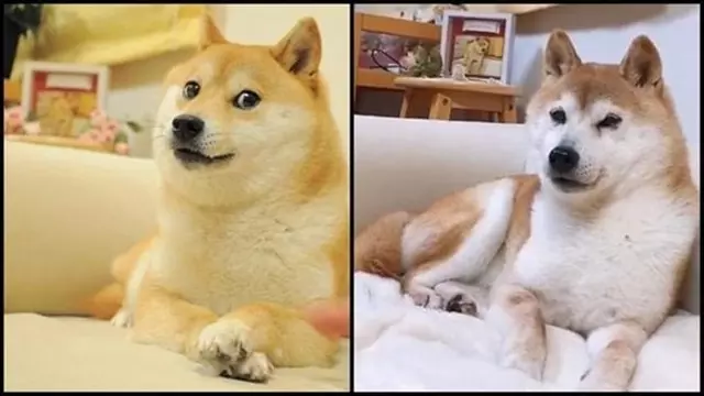 一代梗圖狗「Doge」已經這麼老...牠會永遠活在meme中