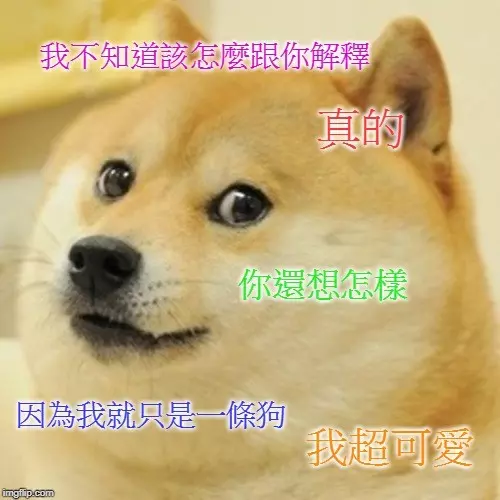 一代梗圖狗「Doge」已經這麼老...牠會永遠活在meme中