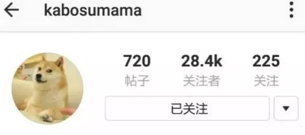 一代梗圖狗「Doge」已經這麼老...牠會永遠活在meme中
