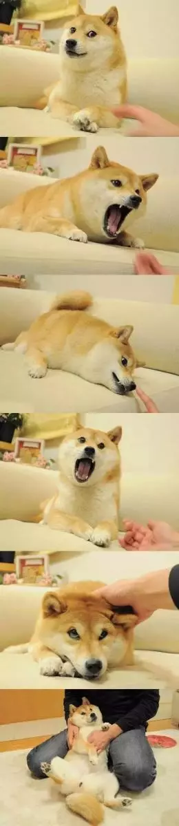 一代梗圖狗「Doge」已經這麼老...牠會永遠活在meme中