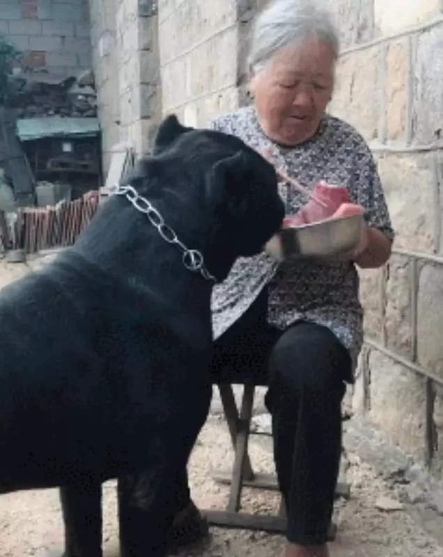 阿婆將孫子送的狗狗當寶貝,只要有好吃的就給牠吃,一年後狗狗大變樣,稱霸村子