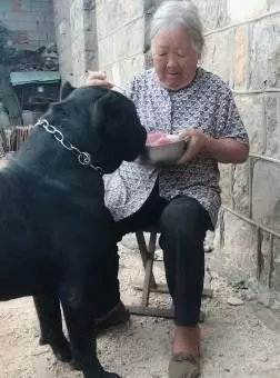 阿婆將孫子送的狗狗當寶貝,只要有好吃的就給牠吃,一年後狗狗大變樣,稱霸村子