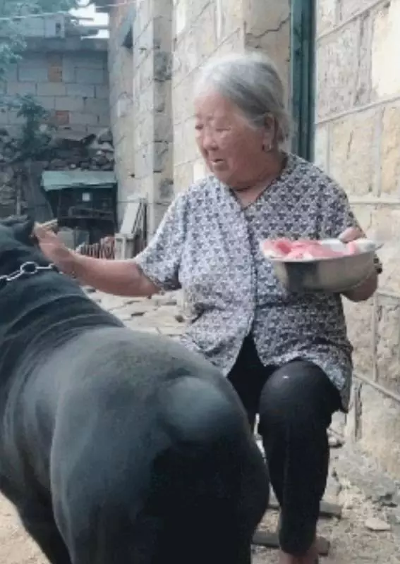 阿婆將孫子送的狗狗當寶貝,只要有好吃的就給牠吃,一年後狗狗大變樣,稱霸村子