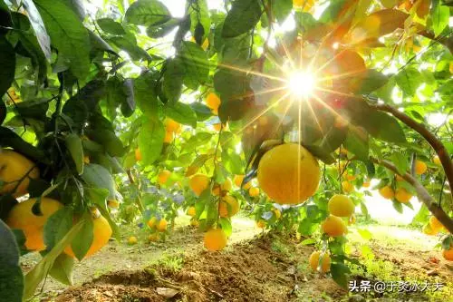 地球上最健康的水果,每一種都能預防健康問題