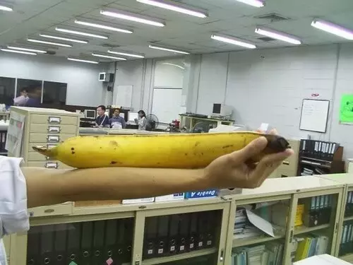丈夫巨型香蕉跟老婆行房鬧出事?岳父奔潰報警:「他30CM把女兒頂到見閻王!」