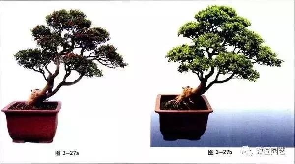 盆景造型基本技術:合理的枝片布局與組合