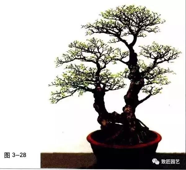 盆景造型基本技術:合理的枝片布局與組合