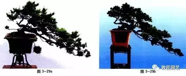 盆景造型基本技術:合理的枝片布局與組合