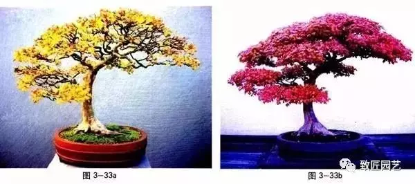 盆景造型基本技術:合理的枝片布局與組合