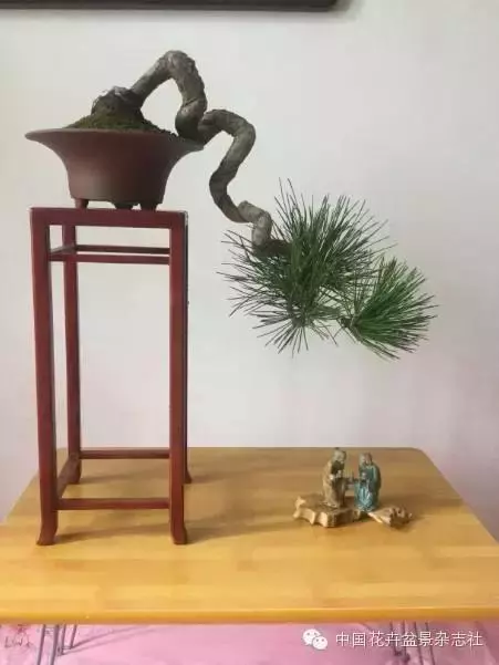 愛木盆景I 黑松家庭養護小記