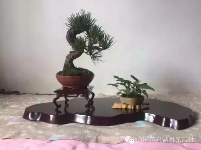 愛木盆景I 黑松家庭養護小記
