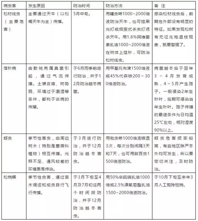 愛木盆景I 黑松家庭養護小記