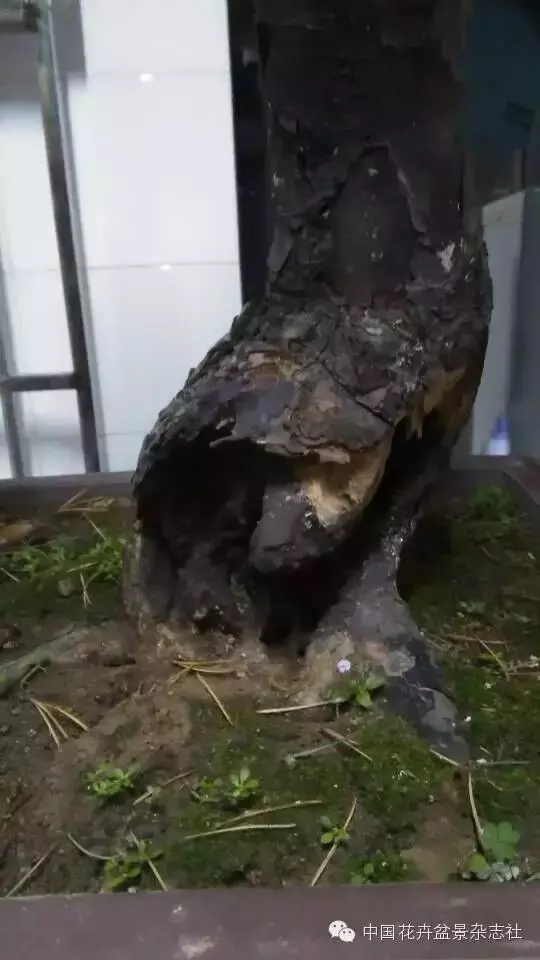 愛木盆景I 黑松家庭養護小記