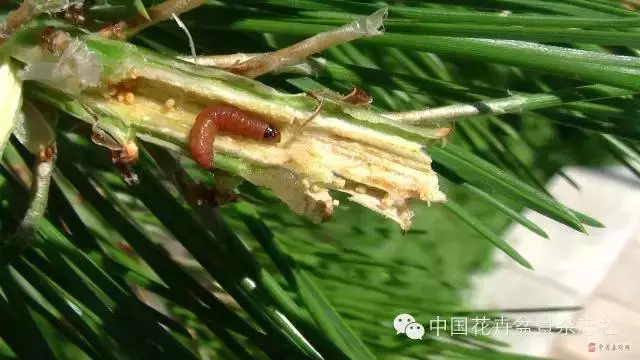 愛木盆景I 黑松家庭養護小記