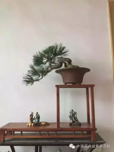 愛木盆景I 黑松家庭養護小記