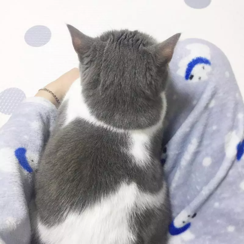 喵界網美「天生完美零死角」360度萌翻天 「正臉照」讓人想秒抱緊處理!