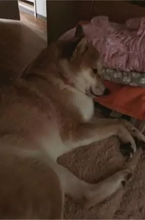 兩個孩子睡在面前,那自己懷裡的是?柴犬半夜把主人嚇醒!