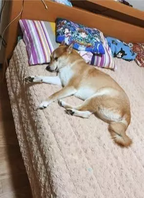 兩個孩子睡在面前,那自己懷裡的是?柴犬半夜把主人嚇醒!
