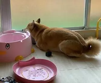 兩個孩子睡在面前,那自己懷裡的是?柴犬半夜把主人嚇醒!