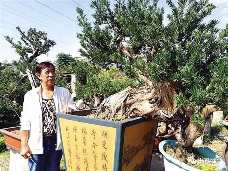 精巧獨特 臻於佳景——嶺南盆景藝術大師陶大奎作品欣賞